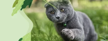 Для котів Для котів